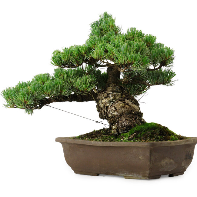 Pinus parviflora, 33 cm, ± 35 jaar oud, met een nebari van 11 cm