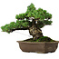 Pinus parviflora, 33 cm, ± 35 years old, with a nebari of 11 cm
