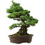 Pinus parviflora, 38 cm, ± 35 anni, con nebari di 11 cm
