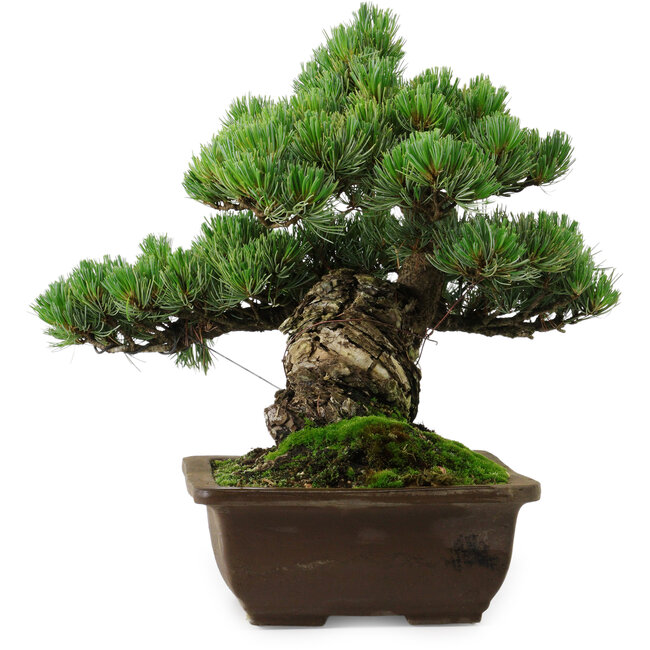 Pinus parviflora, 33 cm, ± 35 años de edad, con un nebari de 11 cm