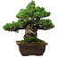 Pinus parviflora, 33 cm, ± 35 years old, with a nebari of 11 cm