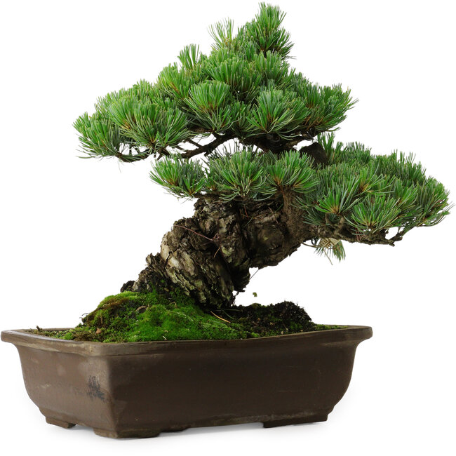 Pinus parviflora, 33 cm, ± 35 years old, with a nebari of 11 cm