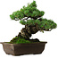 Pinus parviflora, 33 cm, ± 35 years old, with a nebari of 11 cm