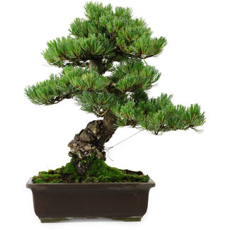 Pinus parviflora, 39 cm, ± 35 años de edad