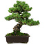 Pinus parviflora, 39 cm, ± 35 años de edad, con un nebari de 11 cm