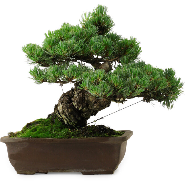 Pinus parviflora, 33 cm, ± 35 years old, with a nebari of 11 cm