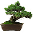 Pinus parviflora, 33 cm, ± 35 ans, avec un nebari de 11 cm