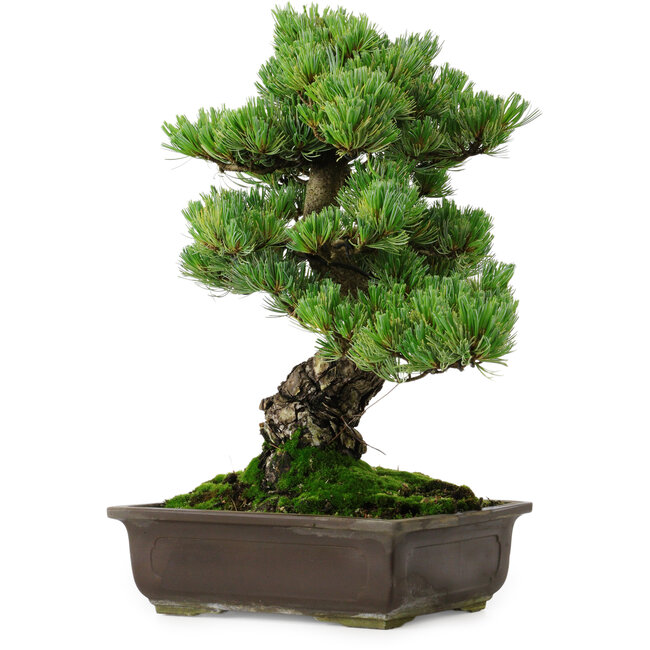 Pinus parviflora, 39 cm, ± 35 years old, with a nebari of 11 cm