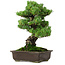 Pinus parviflora, 39 cm, ± 35 years old, with a nebari of 11 cm