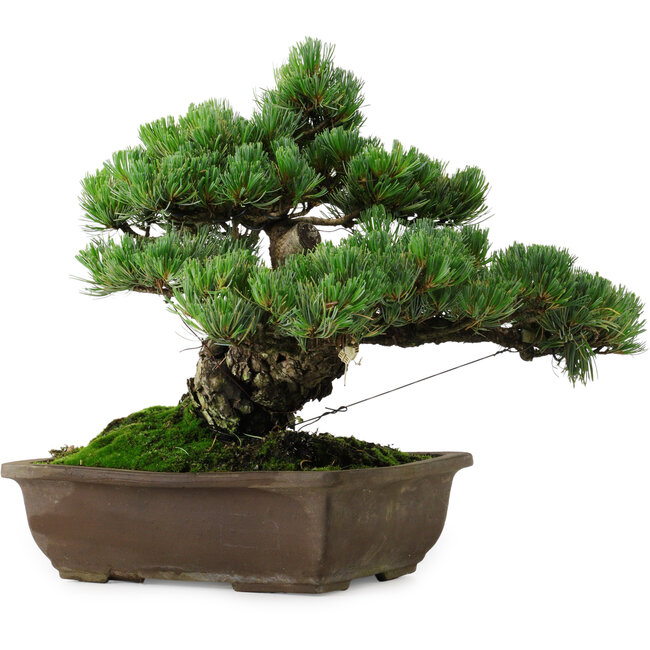 Pinus parviflora, 33 cm, ± 35 años de edad, con un nebari de 11 cm