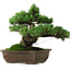 Pinus parviflora, 33 cm, ± 35 años de edad, con un nebari de 11 cm