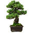 Pinus parviflora, 39 cm, ± 35 anni, con nebari di 11 cm