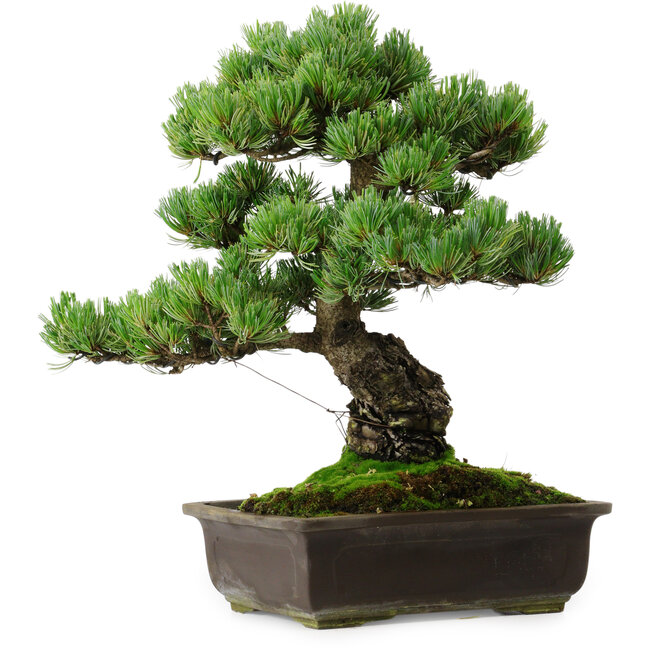 Pinus parviflora, 39 cm, ± 35 Jahre alt, mit einem Wurzelansatz von 11 cm