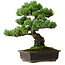 Pinus parviflora, 39 cm, ± 35 anni, con nebari di 11 cm