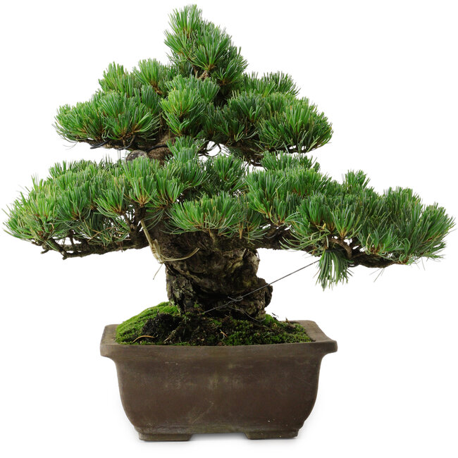 Pinus parviflora, 33 cm, ± 35 anni, con nebari di 11 cm