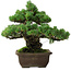 Pinus parviflora, 33 cm, ± 35 años de edad, con un nebari de 11 cm