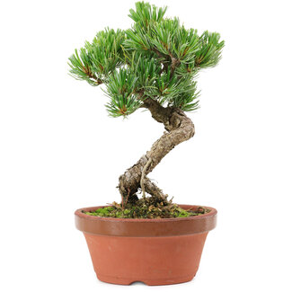 Pinus parviflora, 19 cm, ± 15 anni