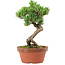 Pinus parviflora, 19 cm, ± 15 Jahre alt