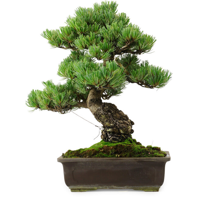 Pinus parviflora, 39 cm, ± 35 anni, con nebari di 11 cm