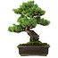 Pinus parviflora, 39 cm, ± 35 anni, con nebari di 11 cm