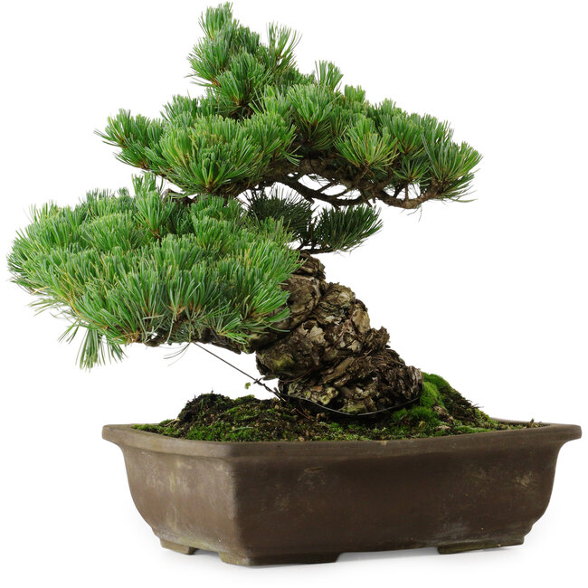 Pinus parviflora, 33 cm, ± 35 years old, with a nebari of 11 cm