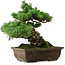 Pinus parviflora, 33 cm, ± 35 años de edad, con un nebari de 11 cm