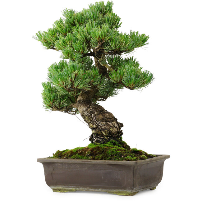 Pinus parviflora, 39 cm, ± 35 years old, with a nebari of 11 cm