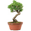 Pinus parviflora, 19 cm, ± 15 years old