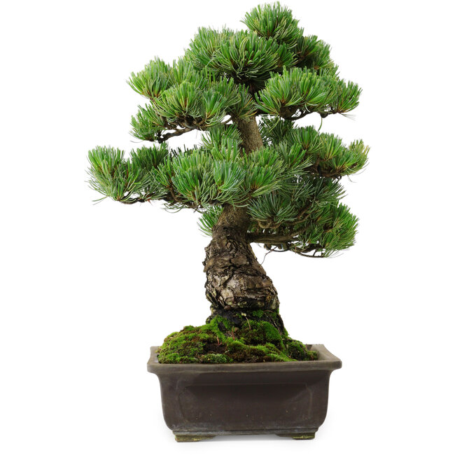 Pinus parviflora, 39 cm, ± 35 años de edad, con un nebari de 11 cm