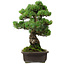 Pinus parviflora, 39 cm, ± 35 years old, with a nebari of 11 cm
