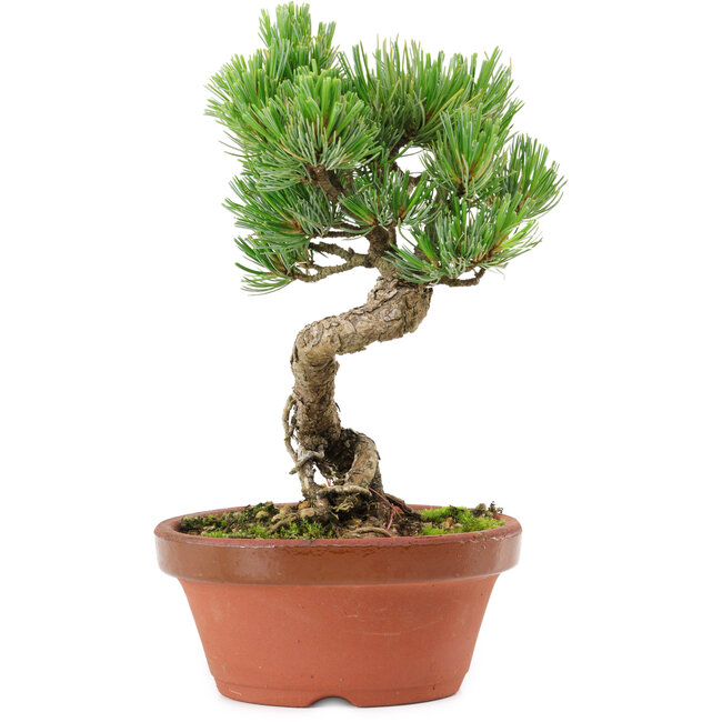 Pinus parviflora, 19 cm, ± 15 years old