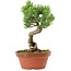 Pinus parviflora, 19 cm, ± 15 jaar oud
