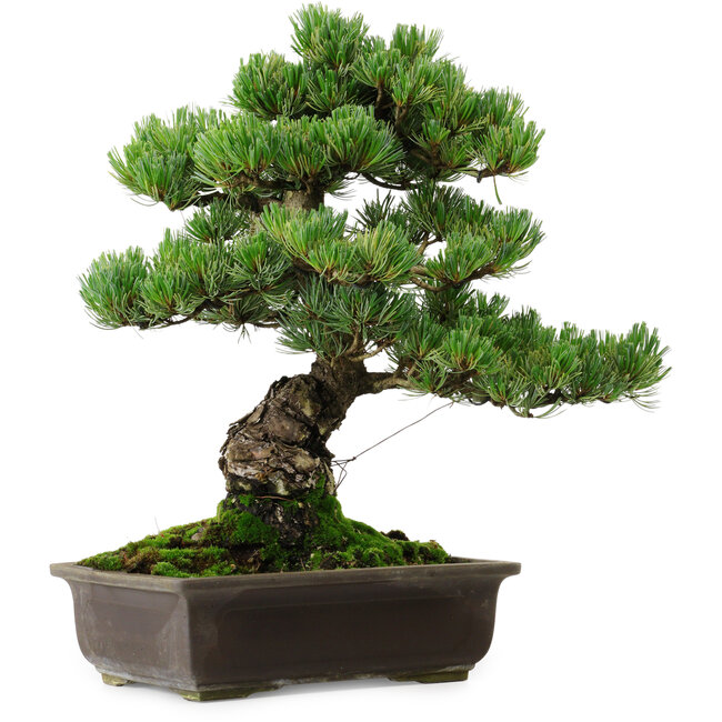 Pinus parviflora, 39 cm, ± 35 ans, avec un nebari de 11 cm