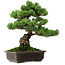 Pinus parviflora, 39 cm, ± 35 Jahre alt, mit einem Wurzelansatz von 11 cm