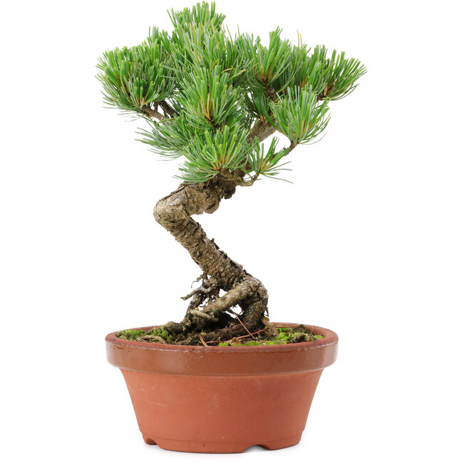 Pinus parviflora, 19 cm, ± 15 años de edad