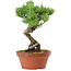 Pinus parviflora, 19 cm, ± 15 years old