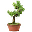 Pinus parviflora, 26 cm, ± 15 years old