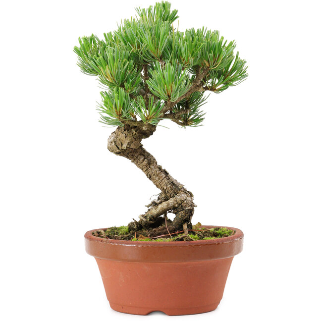 Pinus parviflora, 19 cm, ± 15 years old