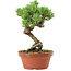Pinus parviflora, 19 cm, ± 15 anni