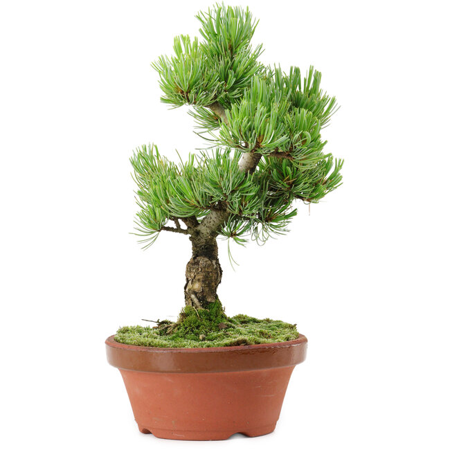 Pinus parviflora, 26 cm, ± 15 years old