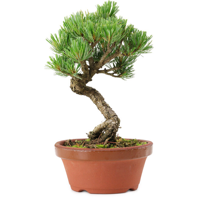 Pinus parviflora, 19 cm, ± 15 years old