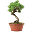 Pinus parviflora, 19 cm, ± 15 años de edad