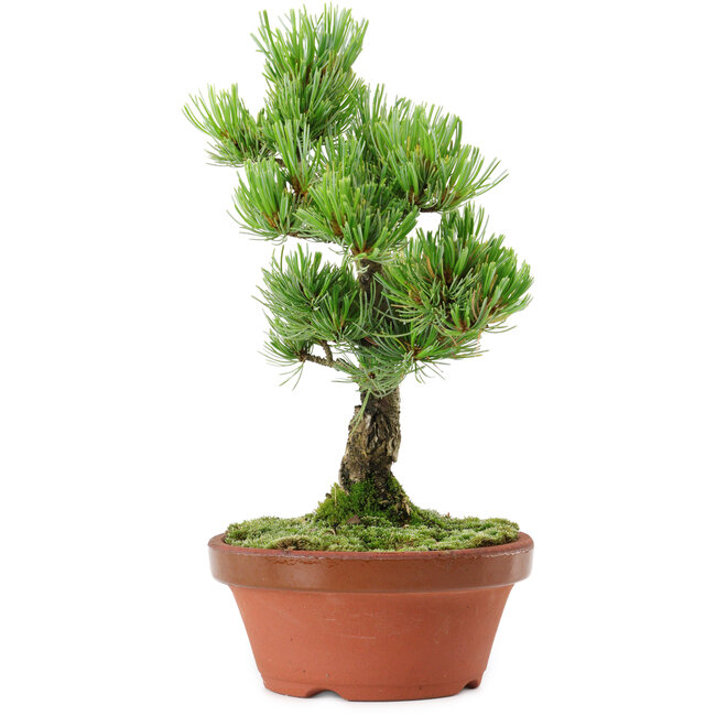 Pinus parviflora, 26 cm, ± 15 Jahre alt