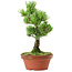 Pinus parviflora, 26 cm, ± 15 jaar oud