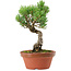 Pinus parviflora, 19 cm, ± 15 anni