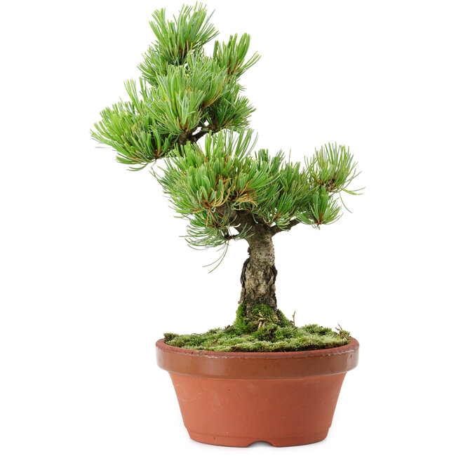 Pinus parviflora, 26 cm, ± 15 años de edad