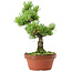 Pinus parviflora, 26 cm, ± 15 años de edad