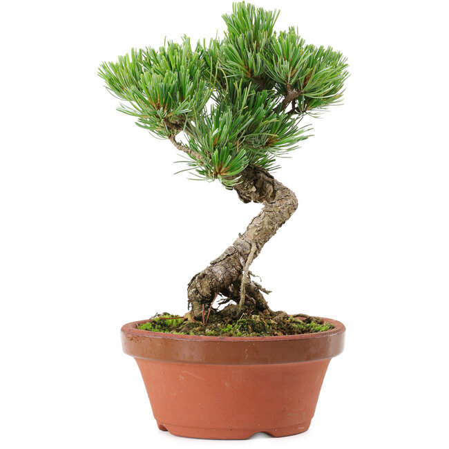 Pinus parviflora, 19 cm, ± 15 jaar oud