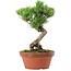 Pinus parviflora, 19 cm, ± 15 anni