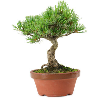 Pinus parviflora, 22 cm, ± 15 años de edad